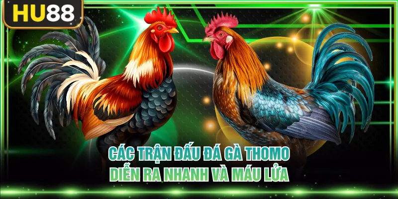 Đá Gà Thomo - Loại Hình Giải Trí Đối Kháng Số 1 Thị Trường