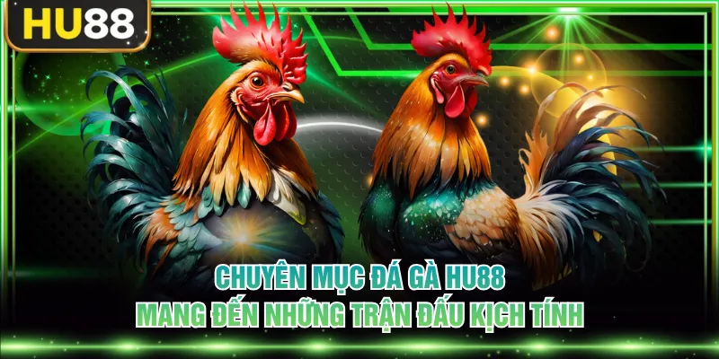 Đá Gà HU88 Cập Nhật Các Trận Đấu Kịch Tính Sôi Động Mỗi Ngày