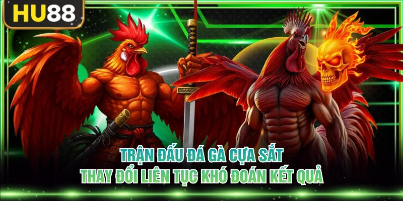 Đá Gà Cựa Sắt - Cuộc Đối Đầu Kịch Tính Với Sát Thương Cao